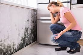 Reliable Chillicothe, IL Mold Removal Solutions